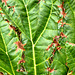 Rhubarbe [EXPLORER]