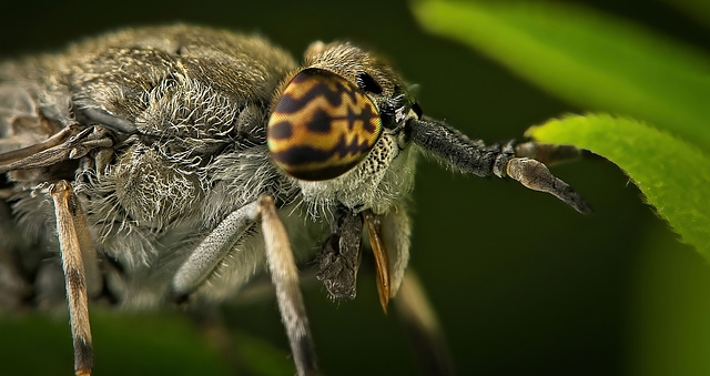 Die Augen der Regenbremse (Haematopota pluvialis) :)) The eyes of the horsefly (Haematopota pluvialis) :)) Les yeux du taon (Haematopota pluvialis) :))