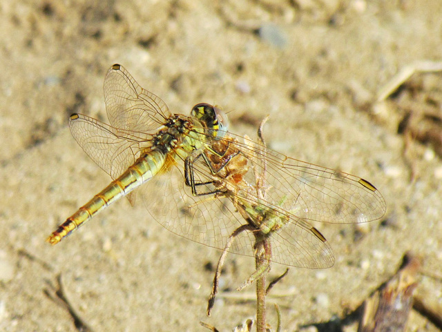 Red-veined Darter f (Sympetrum fonscolombii) 16-07-2012 10-13-41