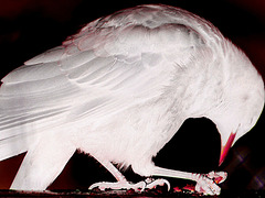 Blanc corbeau