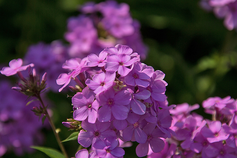 20140801 4460VRAw [D~E] Hortensie, Gruga-Park, Essen