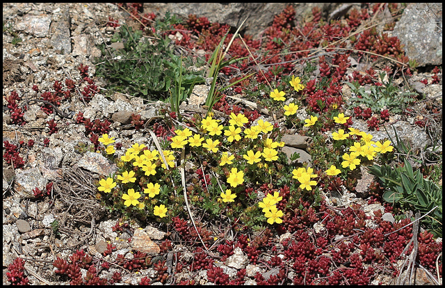 Potentilla verna