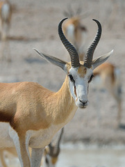 Springbok