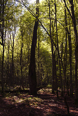 Białowieża Forest