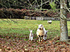 Sheep and Two Lambs.