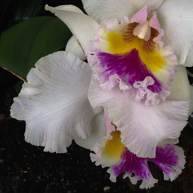 Rhyncholaeliocattleya