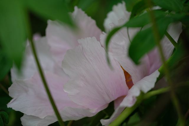 DSCF6598