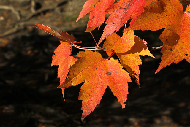 Autumn Color