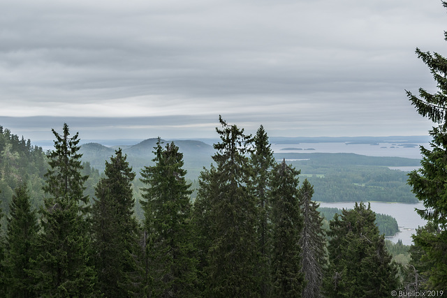 auf dem Ukko-Koli (© Buelipix)