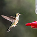 A hovering hummingbird2