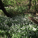 A wonderful sight of the wild garlic filling the field