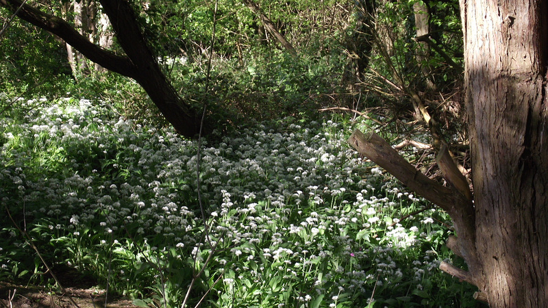 A wonderful sight of the wild garlic filling the field