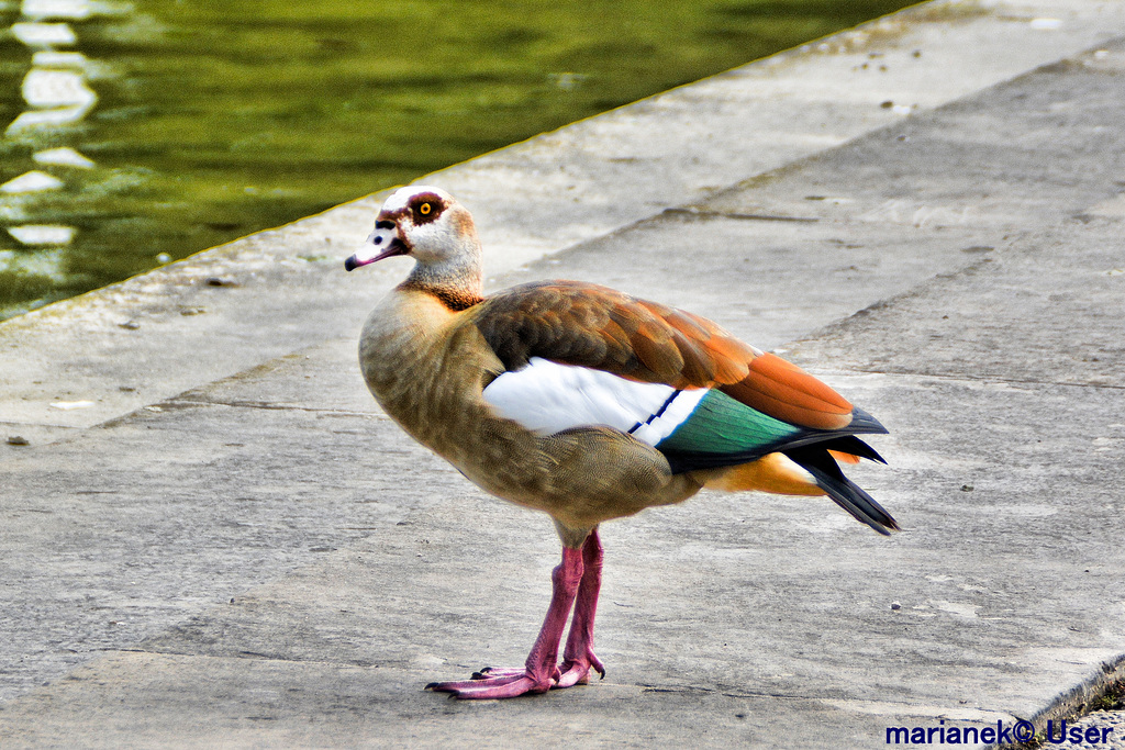 Nilgans (Alopochen aegyptiaca)