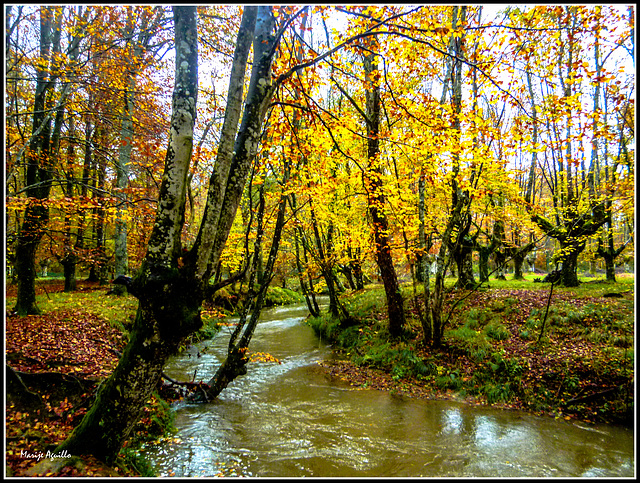 Bosque en otoño