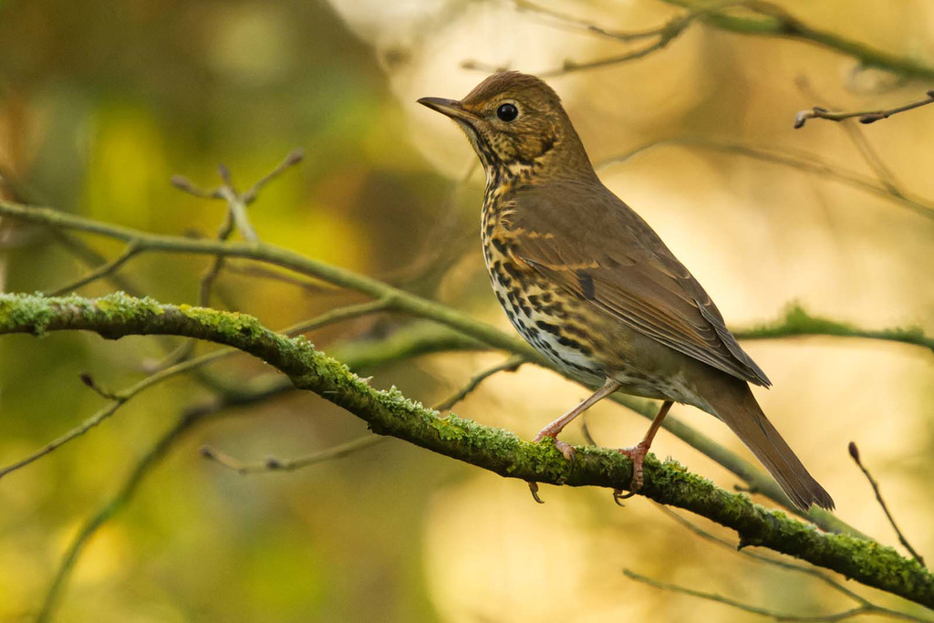 Thrush