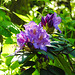 20210524 0247CPw [D~LIP] Rhododendron, UWZ,  Bad Salzuflen