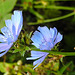 20210927 2933CPw [D~LIP] Gewöhnliche Wegwarte (Cichorium intybus), UWZ, Bad Salzuflen