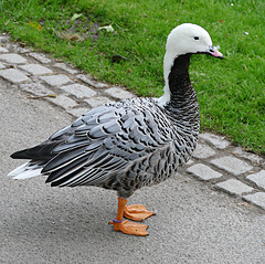 Gans hübsch