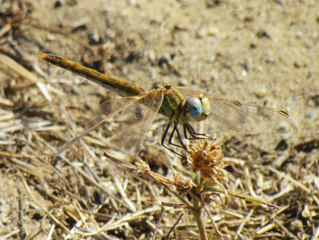 Red-veined Darter f (Sympetrum fonscolombii)  16-07-2012 10-11-33