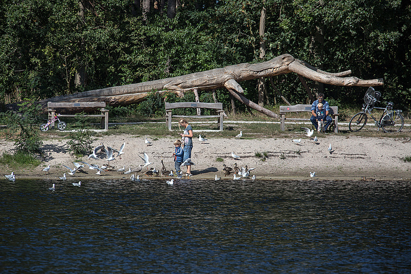 20140911 5207VRAw [NL] Möwen, Enten, Skulptur, Terschelling