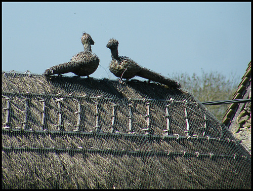 thatched pheasants