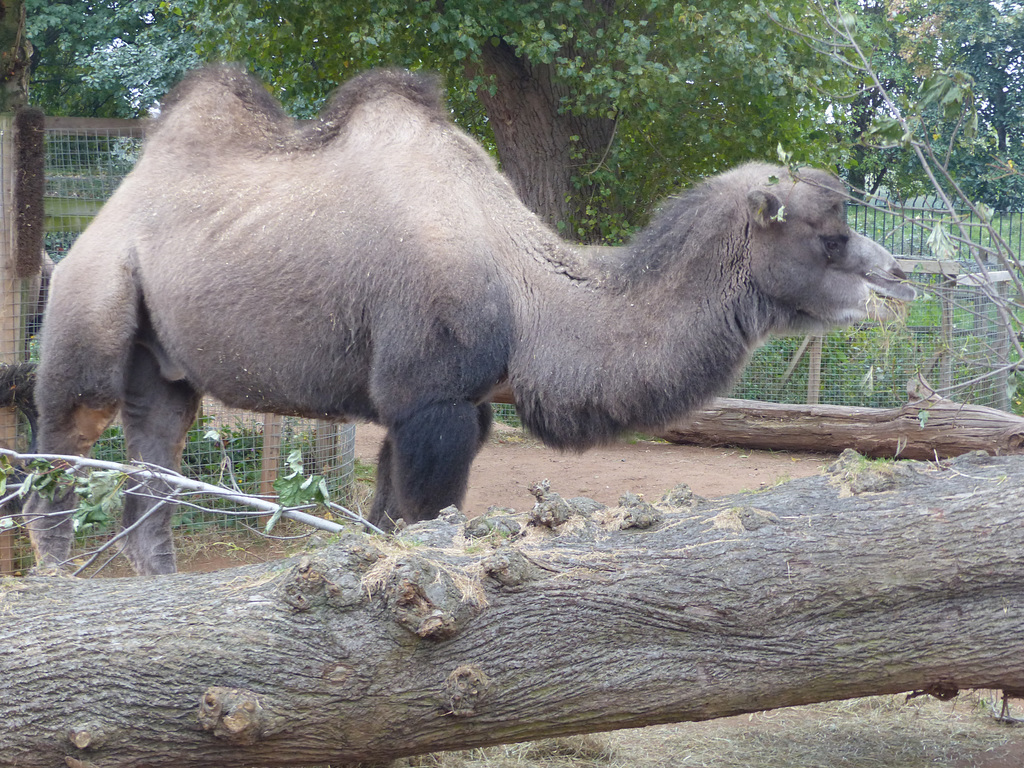 Bactrian Camel (2) - 16 October 2015