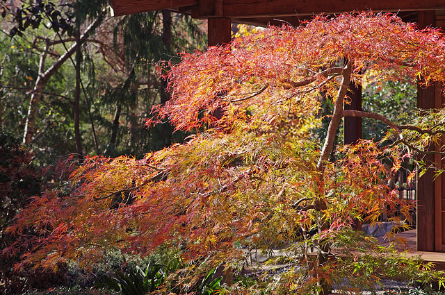 November Light