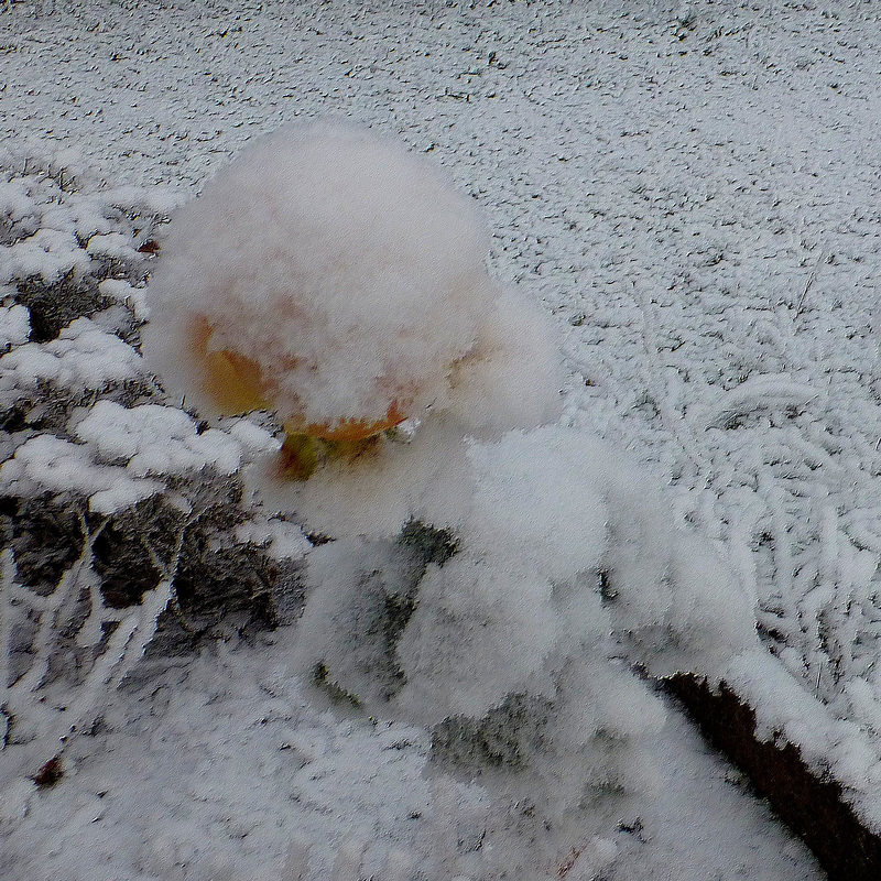 revêtue d'un blanc manteau...