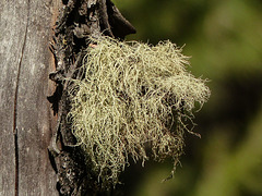 Lichen (Usnea?), William J. Bagnall Park