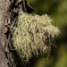 Lichen (Usnea?), William J. Bagnall Park