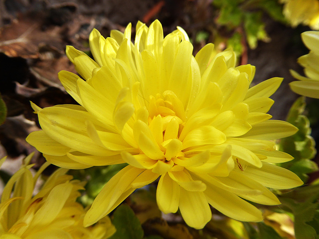 yellow mums