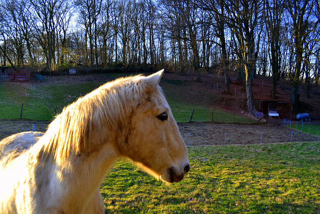 Pasture Lover