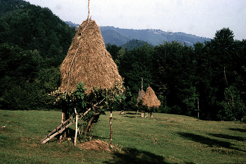 haystack in a tree