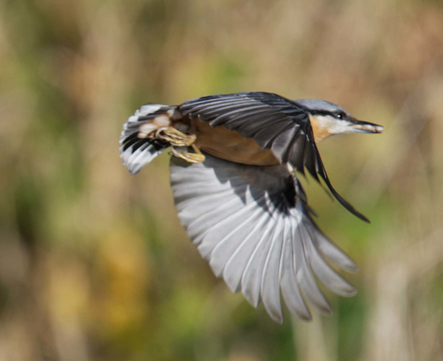 Nuthatch