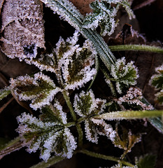 Frosty Leaves