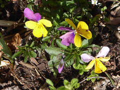 Spring colour