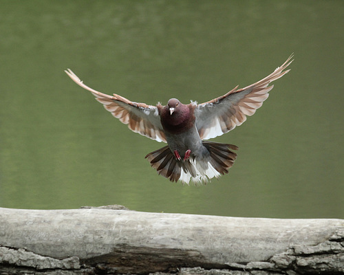 landing