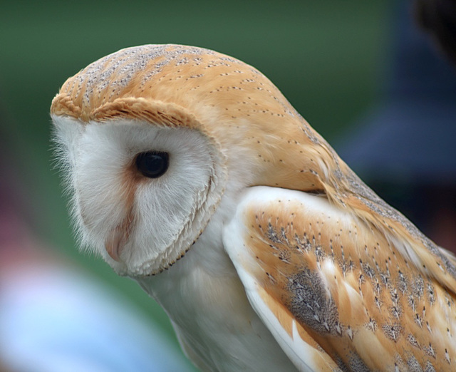 Barn Owl