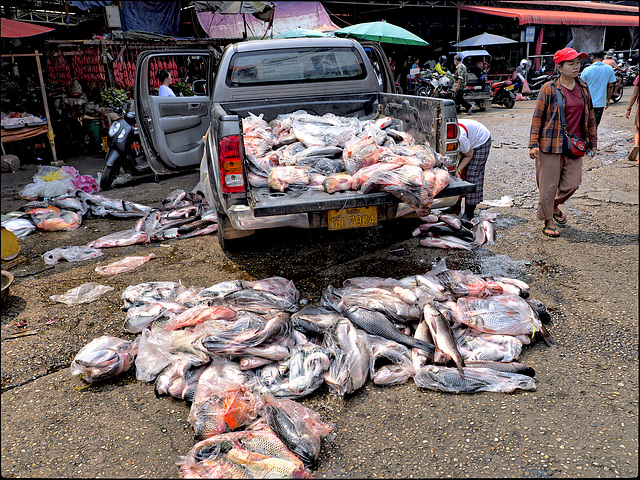 Il est frais mon poisson Il est frais mon poisson