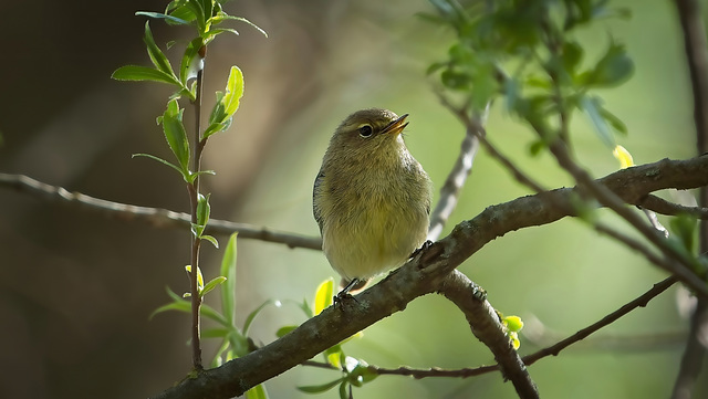 Der Zilpzalp oder Weidenlaubsänger (Phylloscopus collybita) hat sich auf das Astle gesetzt :))  The Chiffchaff or Willow Warbler (Phylloscopus collybita) has sat on the branch :))  Le Pouillot ou Paru