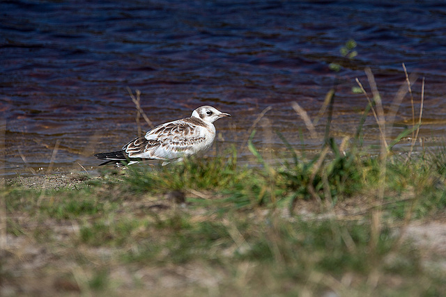 20140911 5206VRAw [NL] Lachmöwe [JV], Terschelling