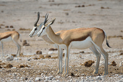Springboks
