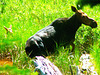 Mother & Calf - Grand Teton National Park