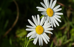 White Daisy.....