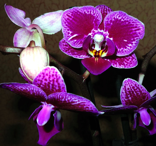 "Happy Rose" phalaenopsis orchid.