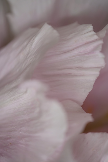 DSCF6599