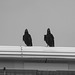 Two Calling Ravens