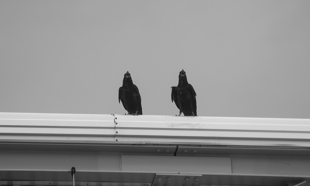 Two Calling Ravens