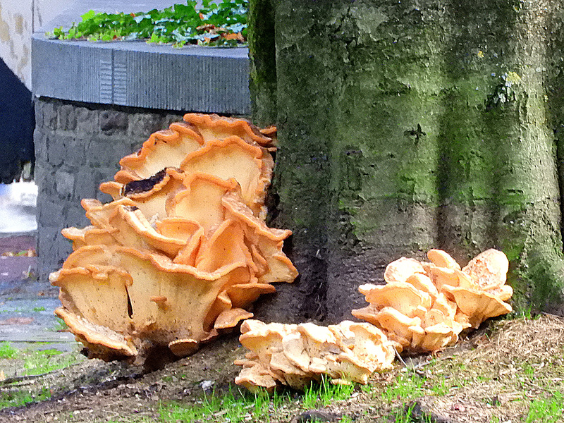 Castle Mushroom (Kretzschmaria deusta)