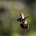 A hovering hummingbird4